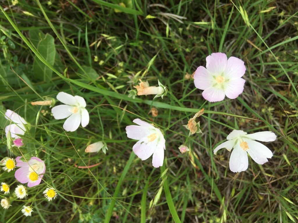 Light poppymallow (Callirhoe alcaeoides)