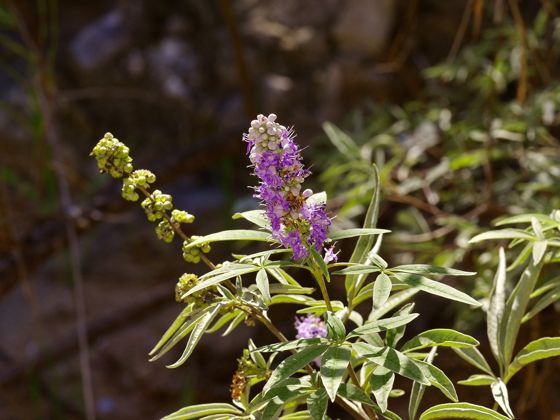 Lilac chaste tree (Vitex agnus-castus)