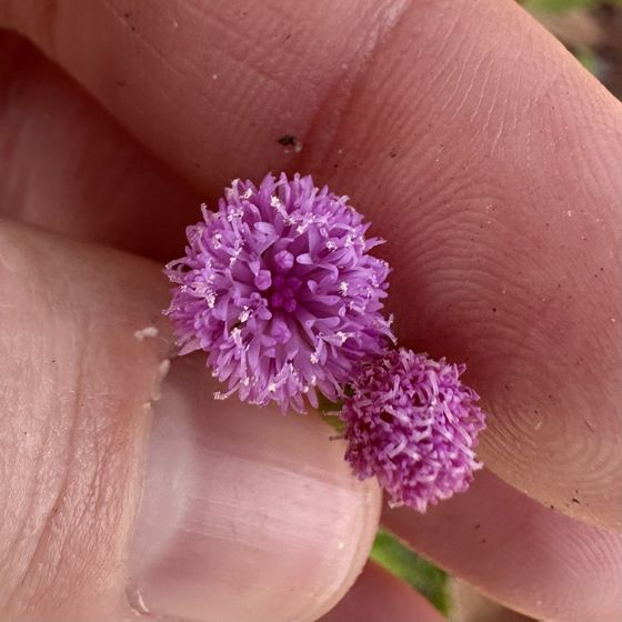 Lilac tasselflower (Emilia sonchifolia)