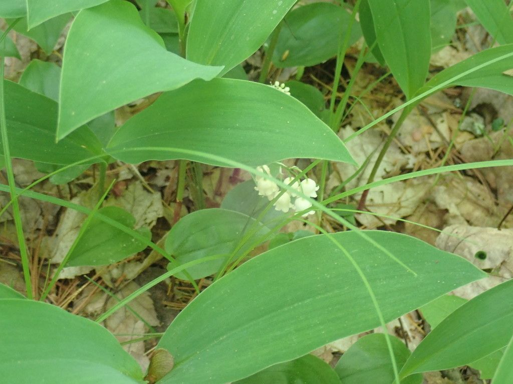 Lily of the valley (Convallaria majalis)