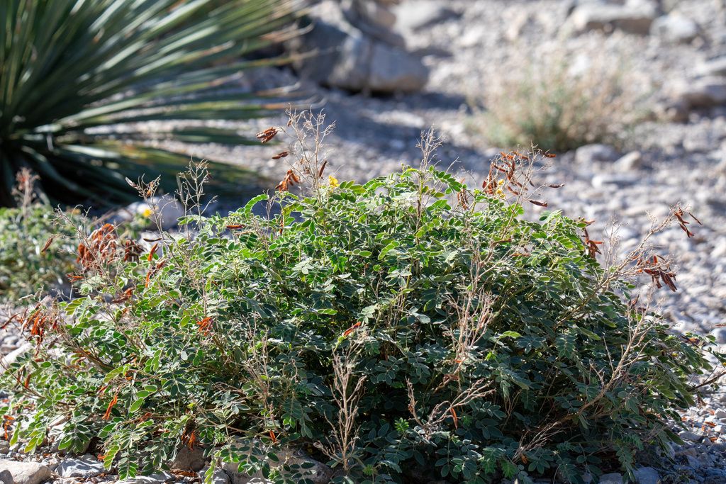 Lindheimer's senna (Senna lindheimeriana)
