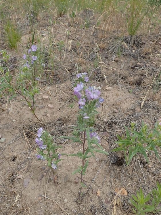 Linearleaf phacelia (Phacelia linearis)