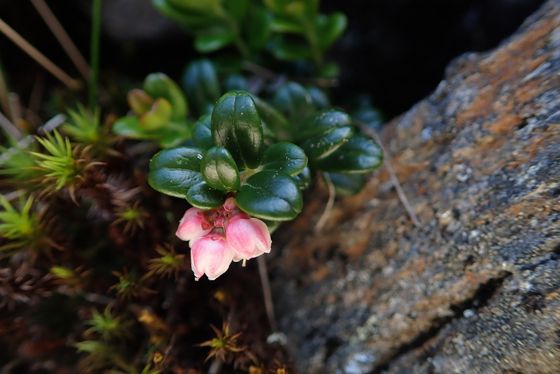 Lingonberry (Vaccinium vitis-idaea)