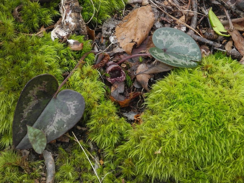 Little heartleaf (Asarum minus)