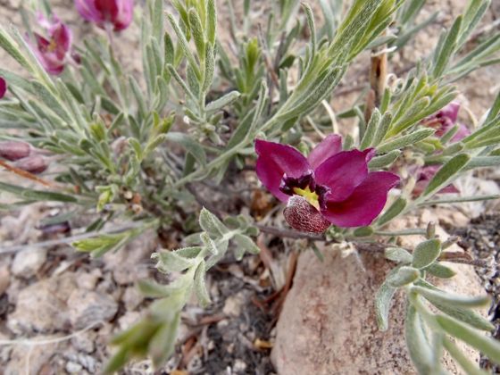 Littleleaf rhatany (Krameria erecta)