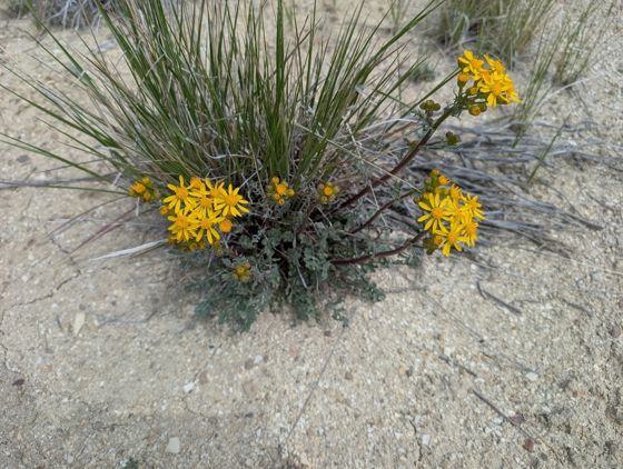 Lobeleaf groundsel (Packera multilobata)
