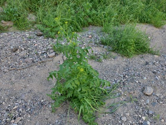 London rocket (Sisymbrium irio)