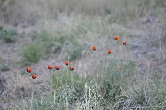 Long-headed poppy (Papaver dubium)
