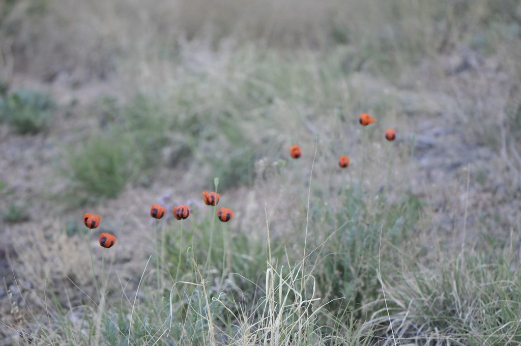 Long-headed poppy (Papaver dubium)