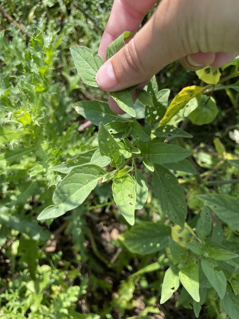 Long-leaved groundcherry (Physalis longifolia)
