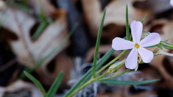 Longleaf phlox (Phlox longifolia)