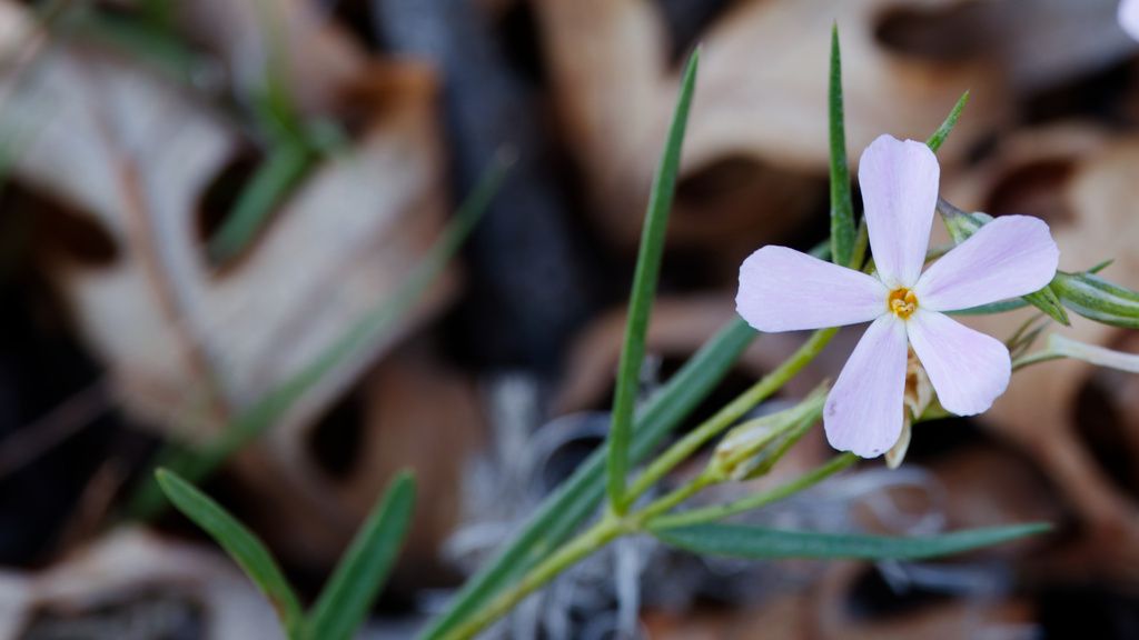 Longleaf phlox (Phlox longifolia)