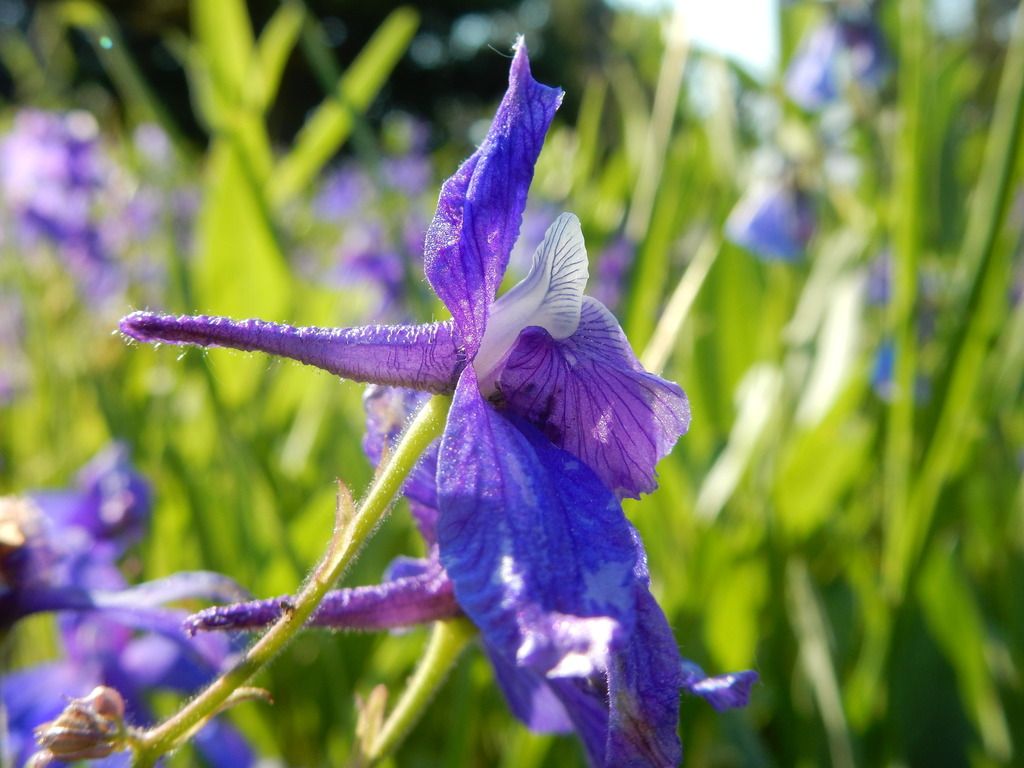 Low larkspur (Delphinium bicolor)