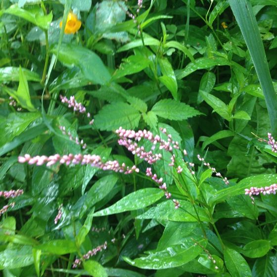 Low smartweed (Persicaria longiseta)