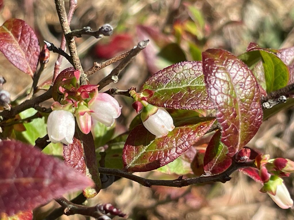 Lowbush blueberry (Vaccinium angustifolium)