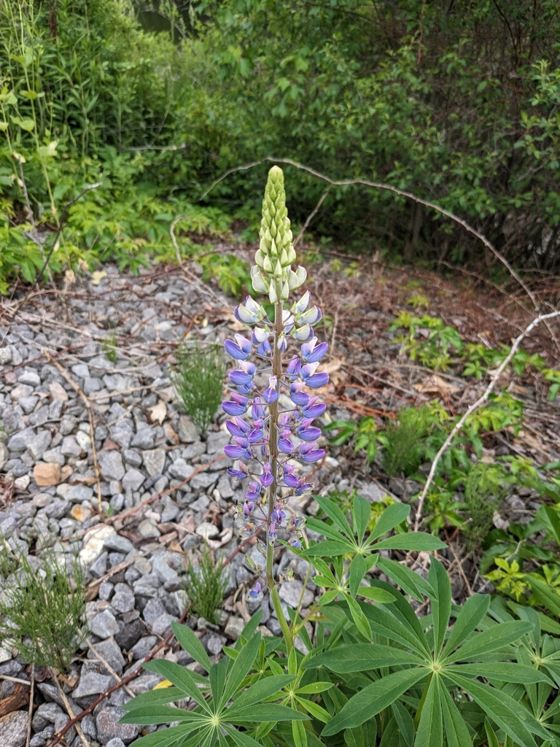 Lupine (large-leaved lupine) (Lupinus polyphyllus)