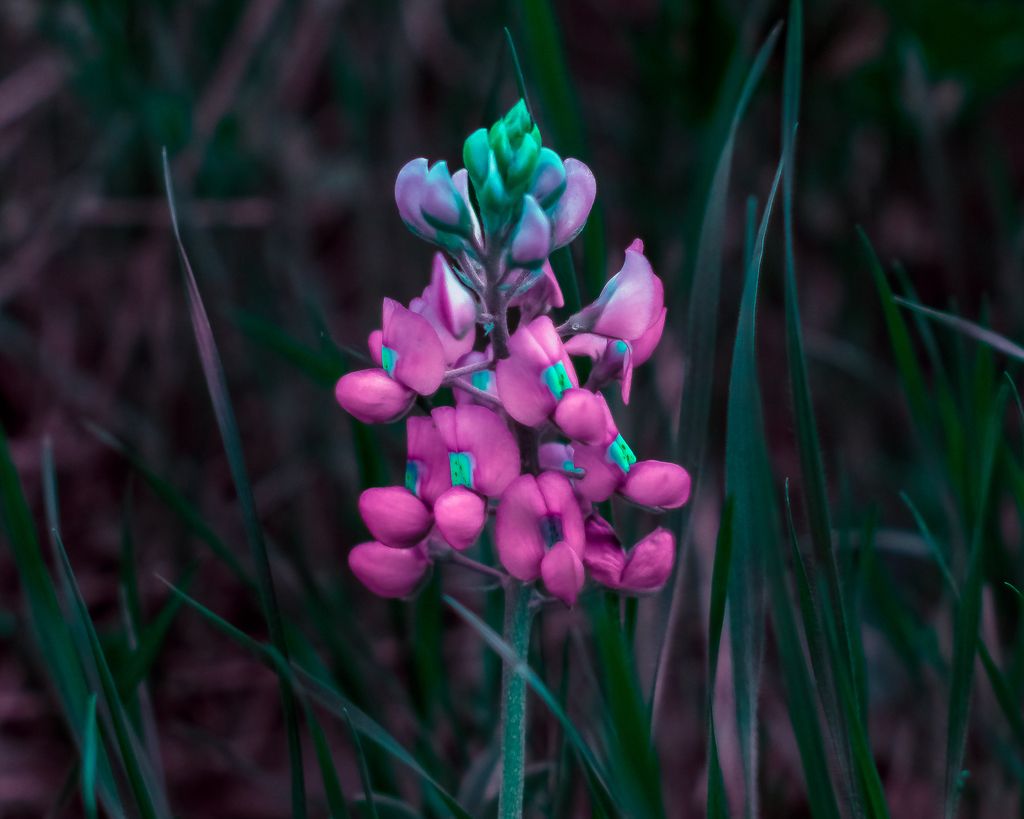 Lupines (Lupinus)