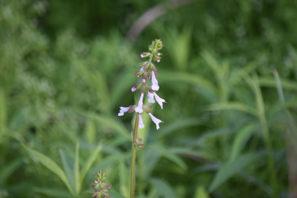 Lyreleaf sage (Salvia lyrata)