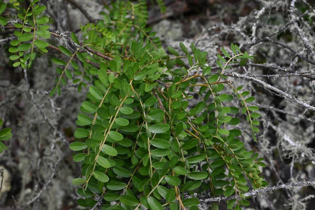 Māmane (Sophora chrysophylla)