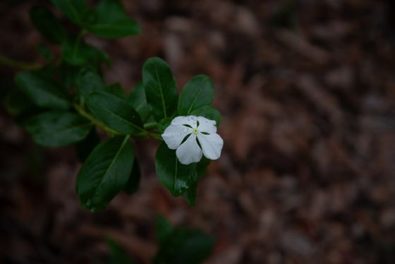 Madagascar periwinkle (Catharanthus roseus)