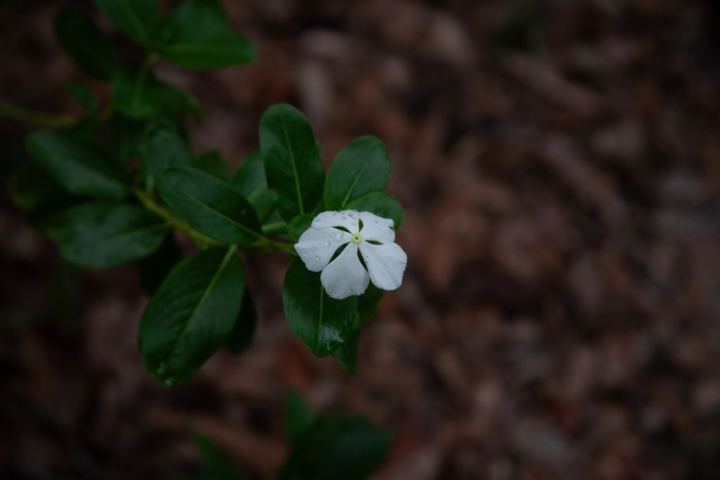 Madagascar periwinkle (Catharanthus roseus)