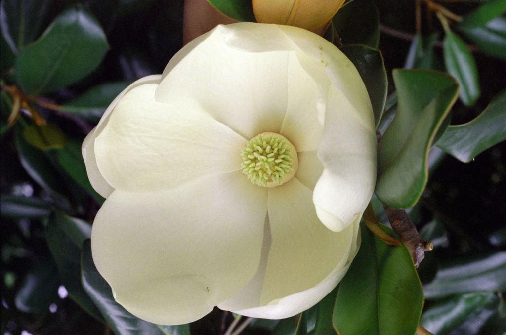 Magnolias (Magnolia)
