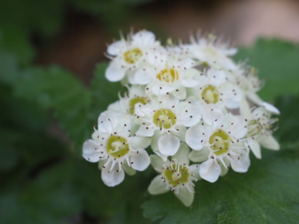 Mallow-leaf ninebark (Physocarpus malvaceus)