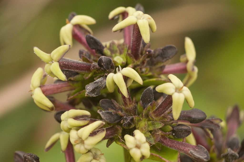 Manono (Kadua affinis)