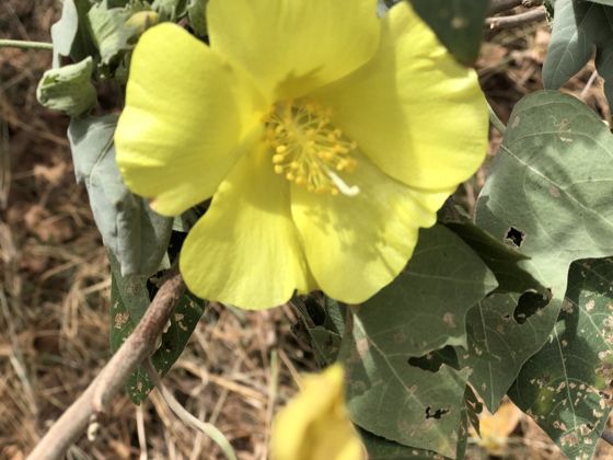 Ma'o (Gossypium tomentosum)