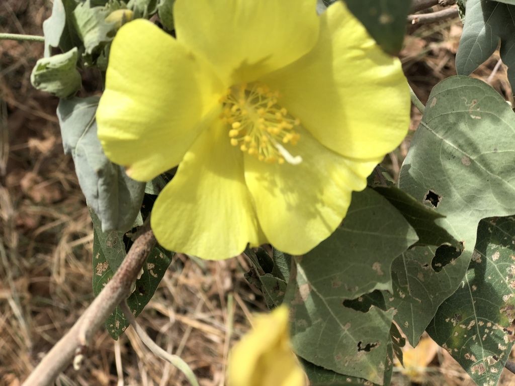 Ma'o (Gossypium tomentosum)