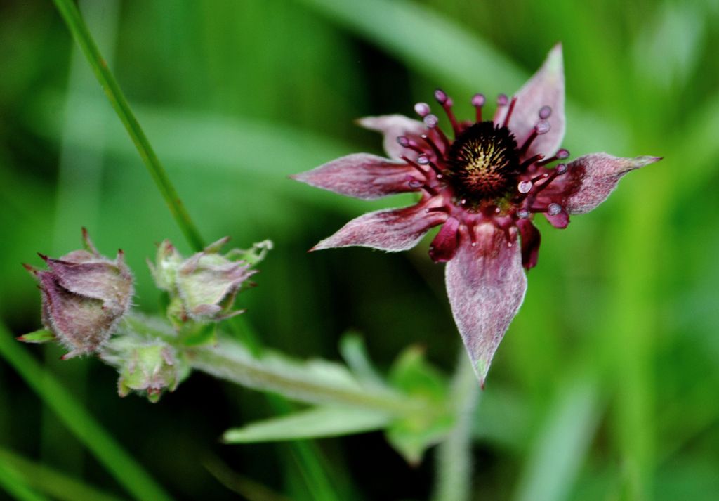 Marsh cinquefoil (Comarum palustre)