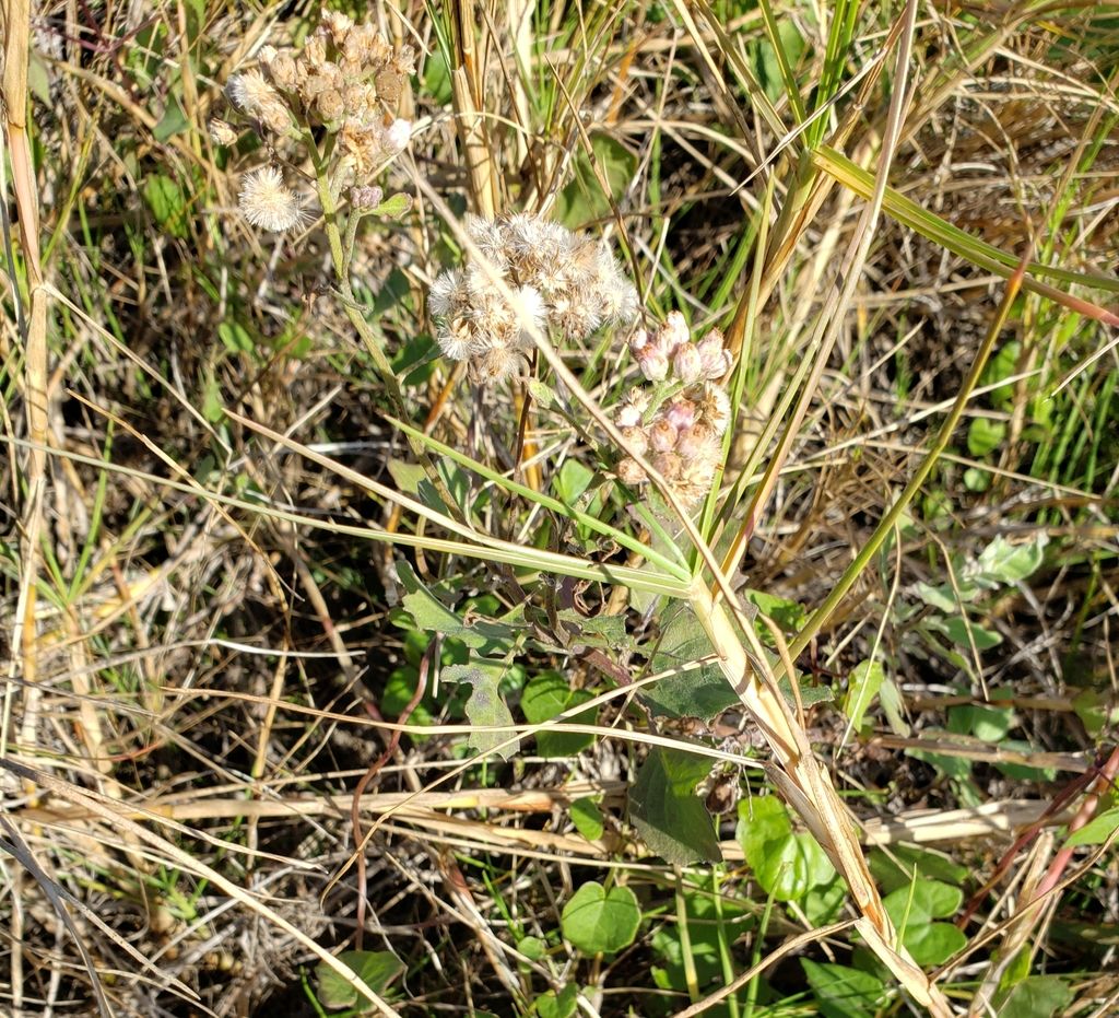 Marsh fleabane (Pluchea odorata)
