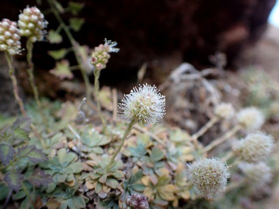 Mat rock spiraea (Petrophytum caespitosum)