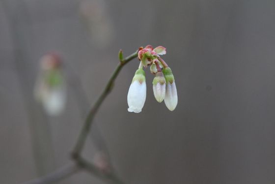 Mayberry (Vaccinium elliottii)