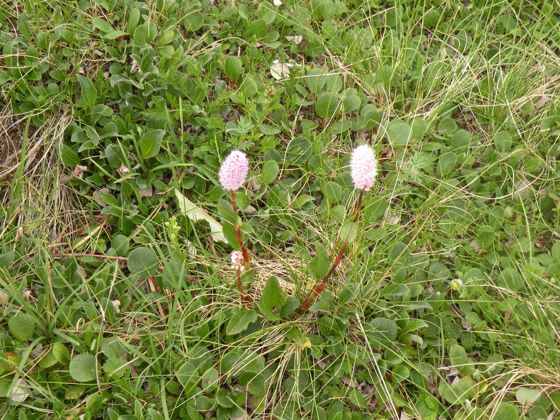 Meadow bistort (Bistorta plumosa)