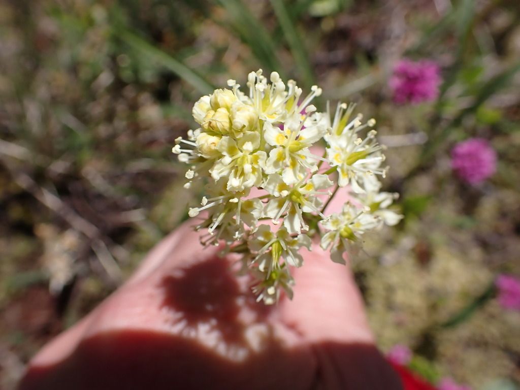 Meadow deathcamas (Toxicoscordion venenosum)
