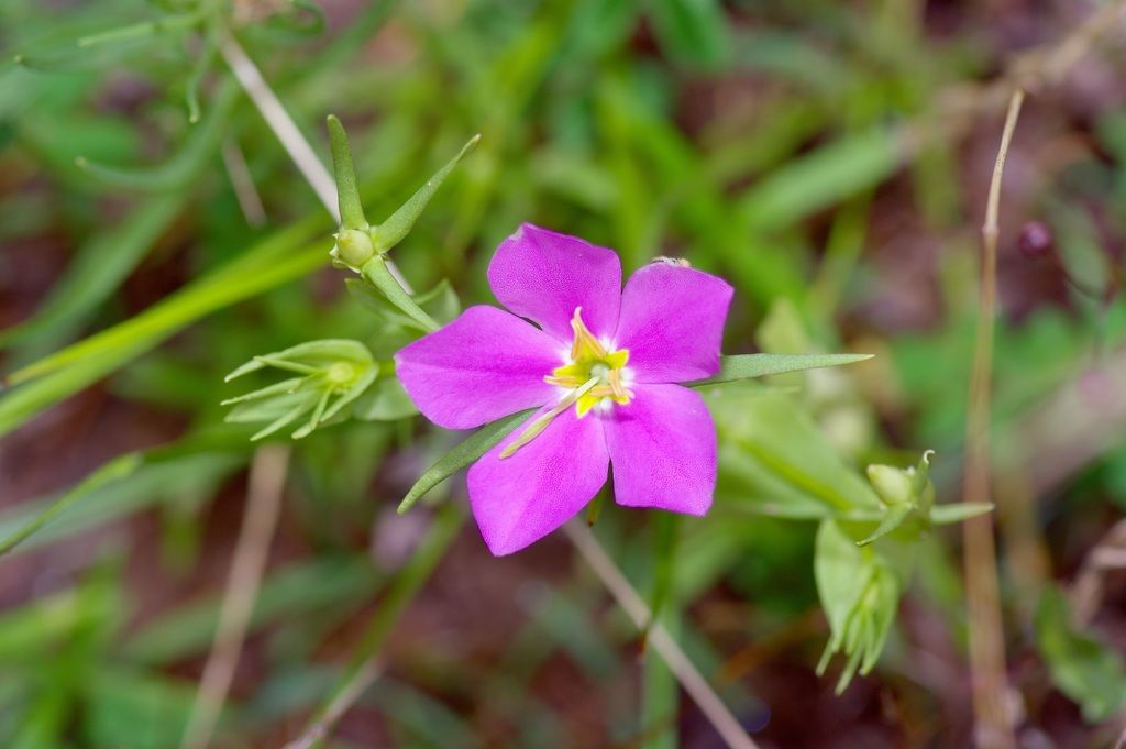 Meadow pink (Sabatia campestris)