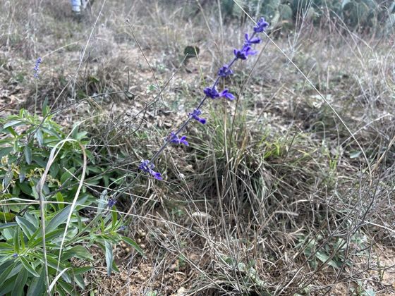 Mealy blue sage (Salvia farinacea)