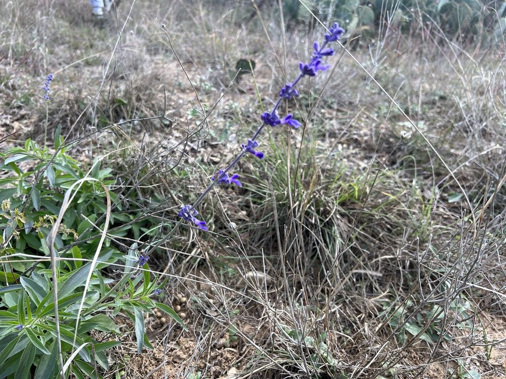 Mealy blue sage (Salvia farinacea)