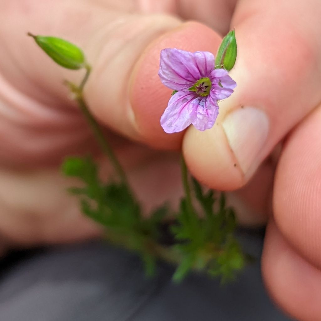 Mediterranean stork's-bill (Erodium botrys)