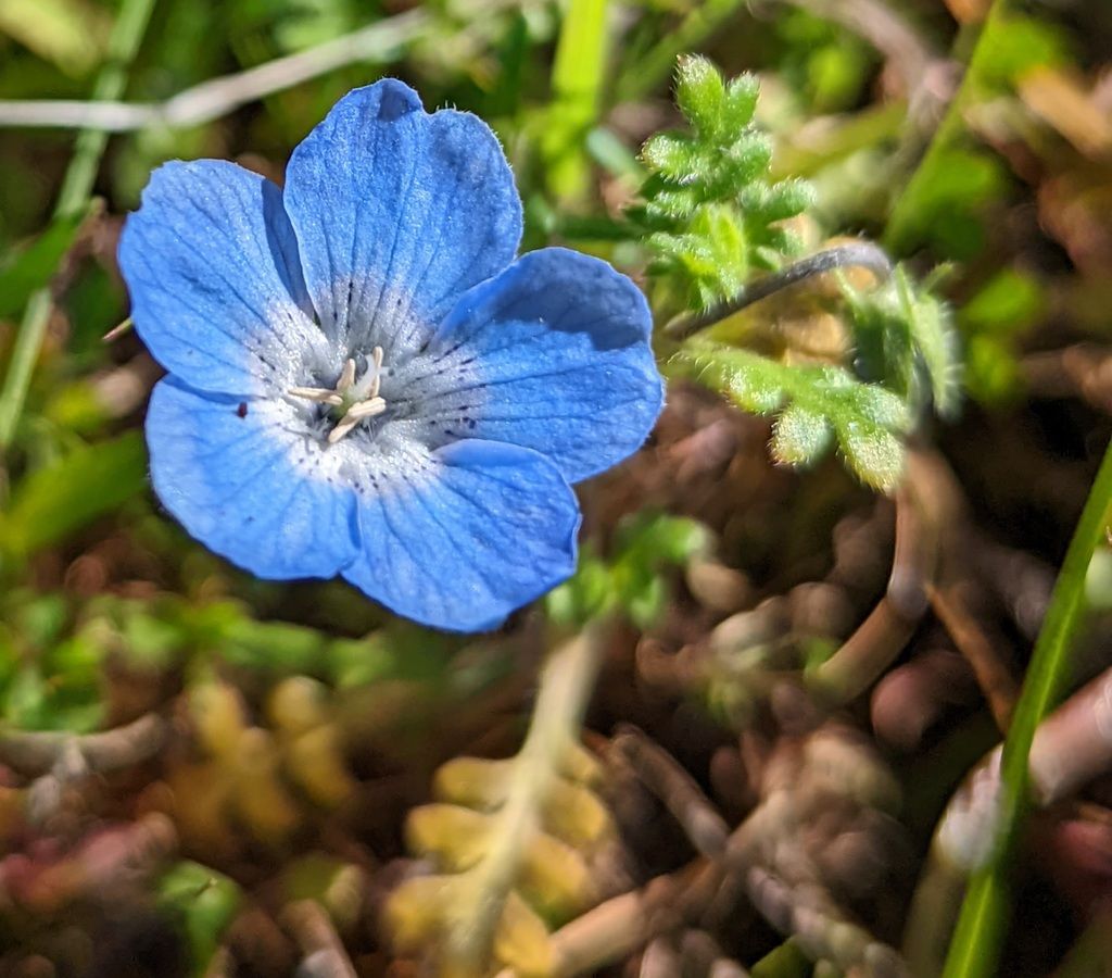 Menzies' baby blue eyes (Nemophila menziesii)
