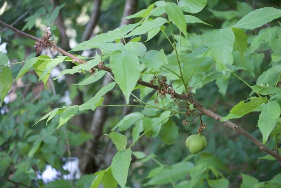 Mexican buckeye (Ungnadia speciosa)