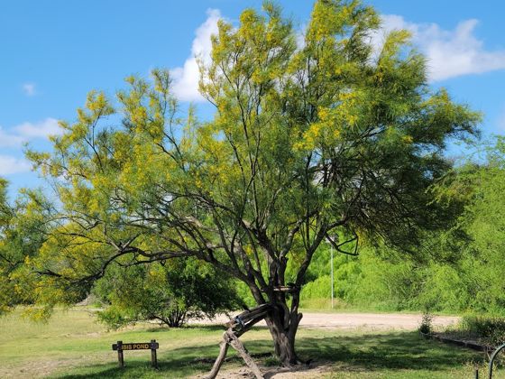 Mexican palo verde (Parkinsonia aculeata)