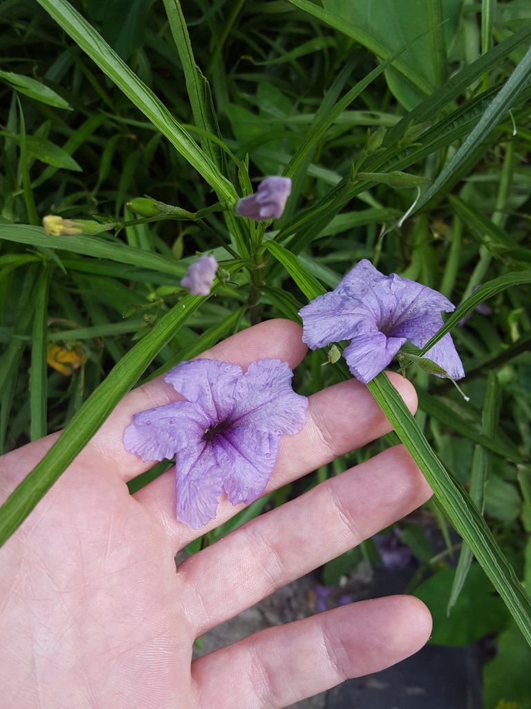 Mexican ruellia (Ruellia simplex)