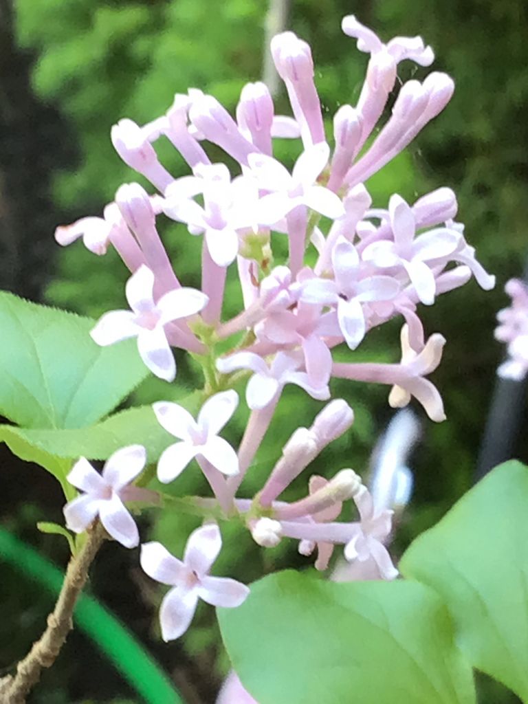 Meyer lilac (Syringa meyeri)