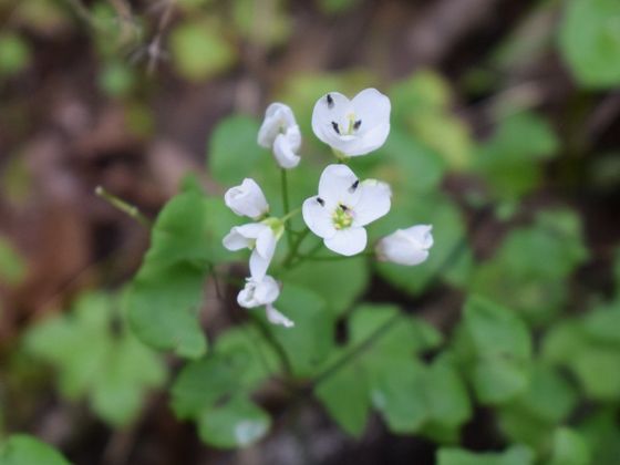 Milkmaids (Cardamine californica)