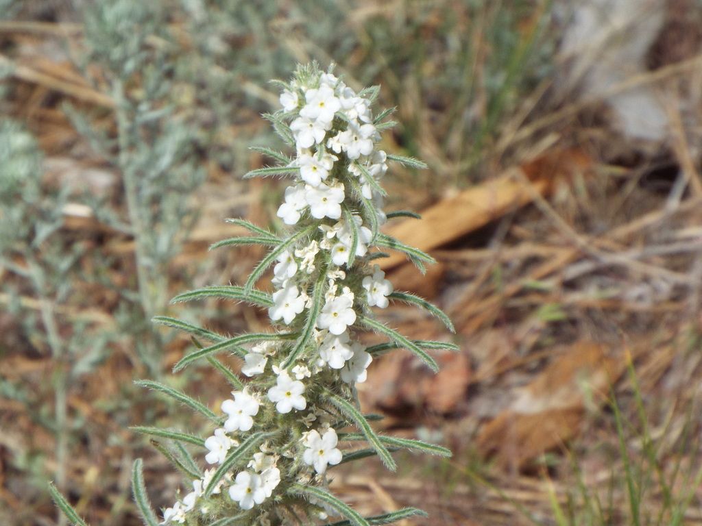 Miner's candle (Oreocarya virgata)