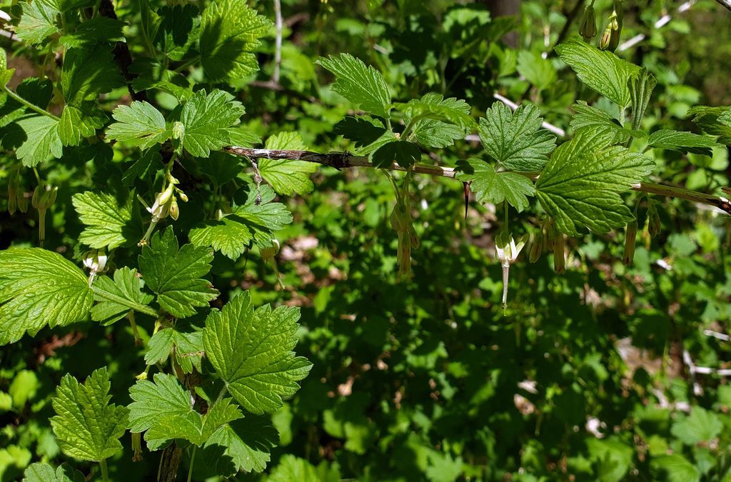 Missouri gooseberry (Ribes missouriense)
