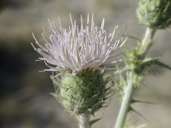 Mojave thistle (Cirsium mohavense)