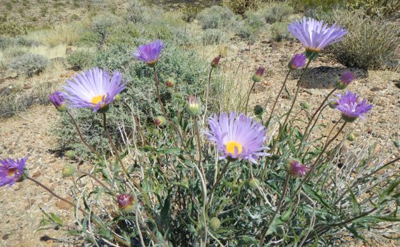 Mojave woodyaster (Xylorhiza tortifolia)